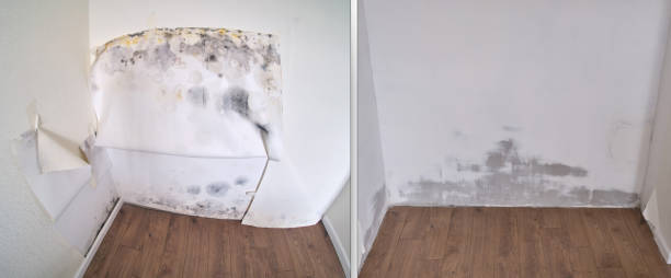 Best Carpet water damage restoration  in USA